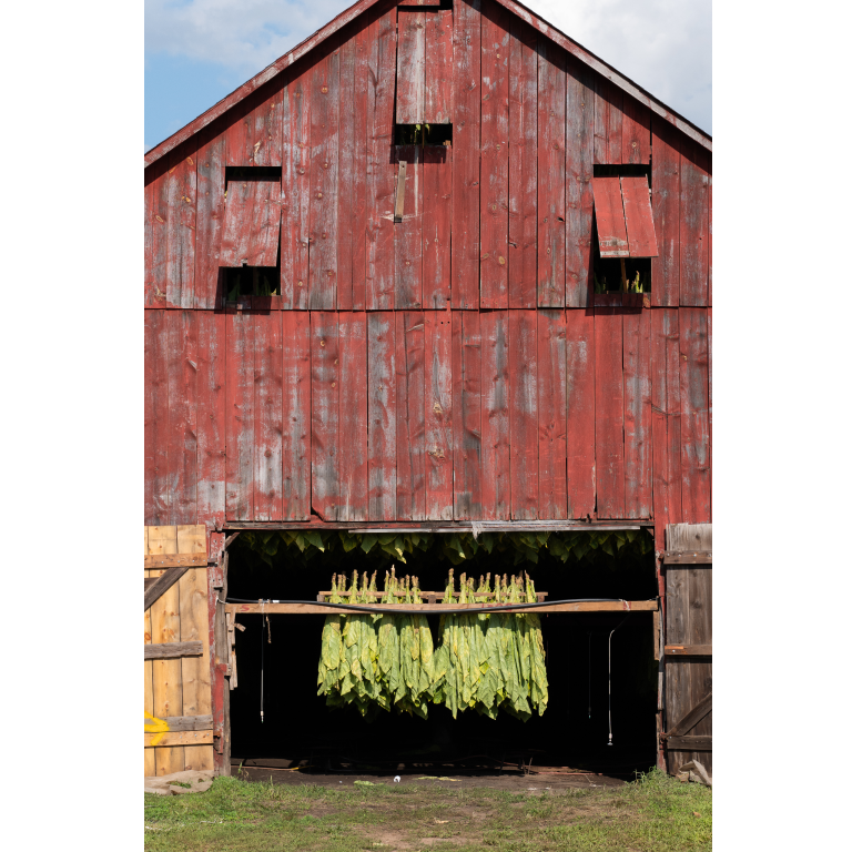 Rustic red barn with open doors revealing rows of green tobacco leaves hanging to dry using traditional curing methods