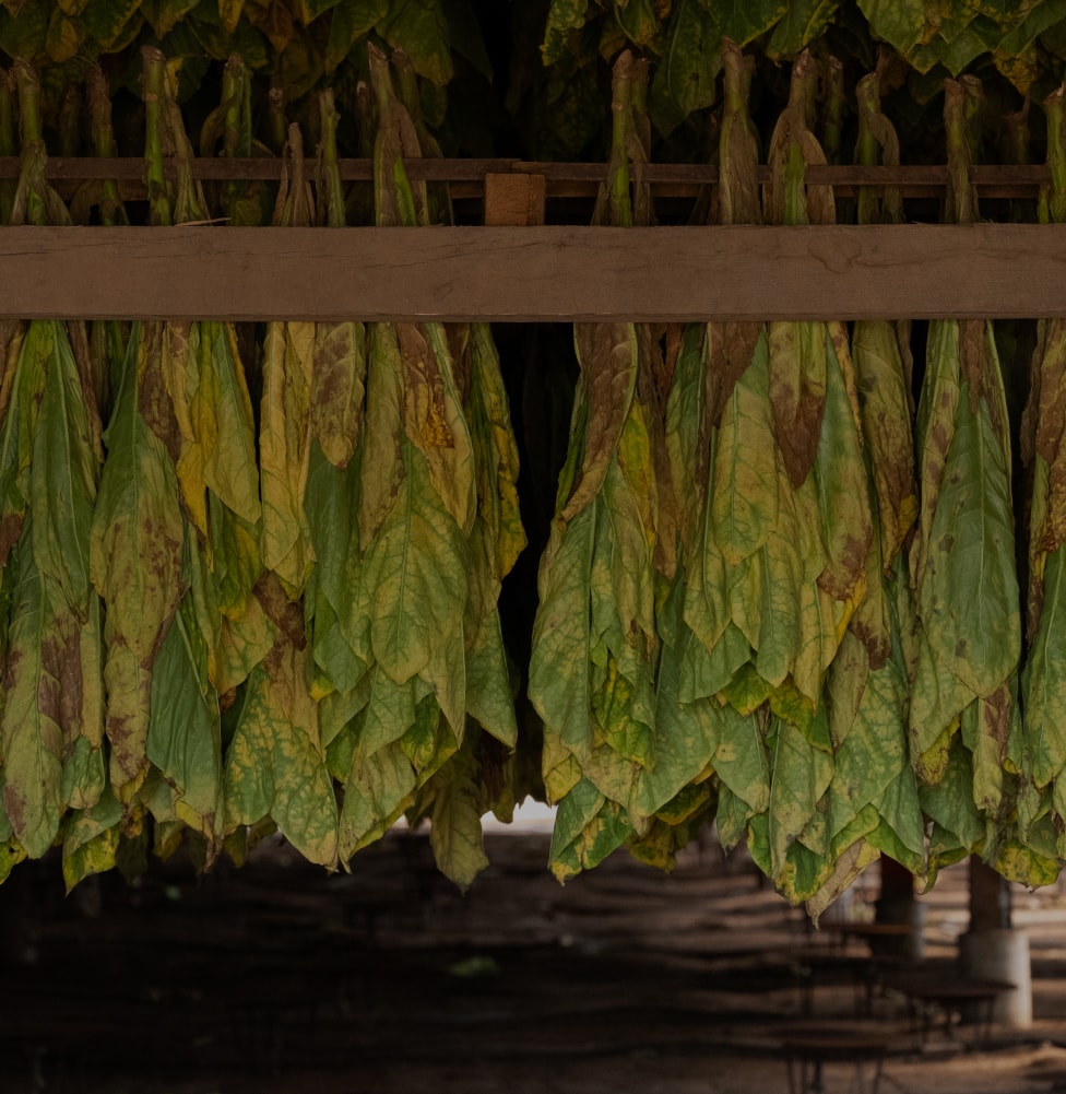 Rows of greenish-yellow tobacco leaves hanging from wooden beams to dry inside a curing barn