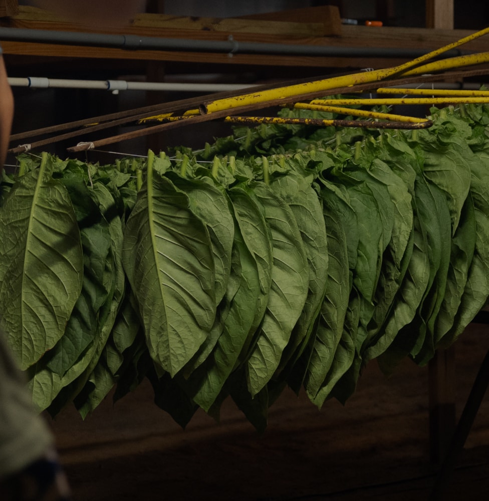 field of green tobacco plants grows under an open sky, surrounded by trees