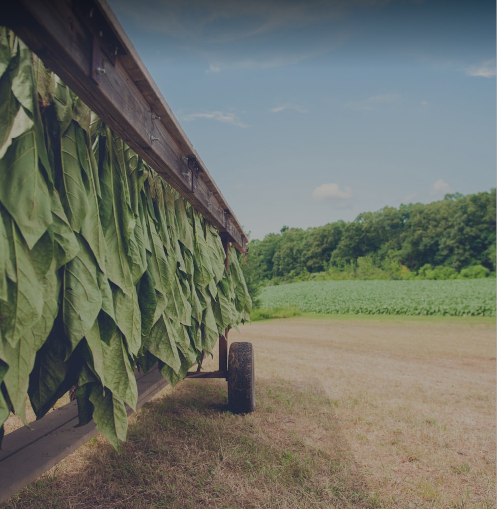 tobacco leaves with a back ground of a tobacco farm