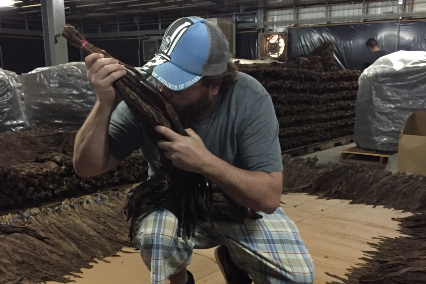 a man kissing a batch of tobacco leaves