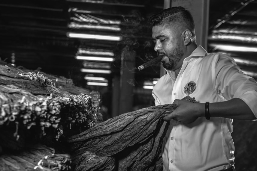 black and white image of a man holding a stack of tobacco leaves