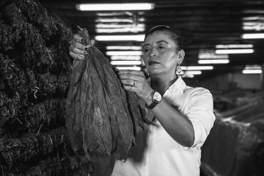 A black and white image of a woman holding a large piece of tobacco, showcasing her focused expression and the tobacco's texture.