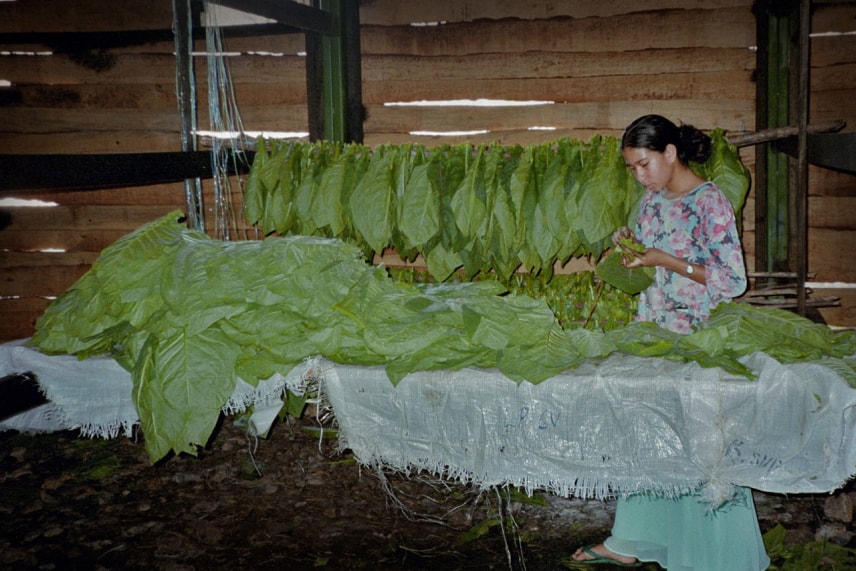 A woman stands beside a table adorned with a variety of vibrant green tobacco leaves.